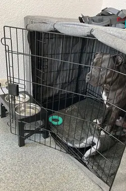 ProExakt, Multimediaunternehmen, Blog, Schöppenstedt, Puki, Wachhund, Familienhund